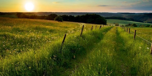 A fenced farm track through a meadow at sunset